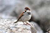 House sparrow (Passer domesticus)