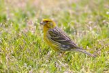 Atlantic canary (Serinus canaria)