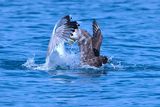  Pomarine Skua (Stercorarius pomarinus)