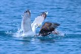  Pomarine Skua (Stercorarius pomarinus)