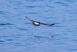 European storm petrel (Hydrobates pelagicus)