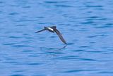 European storm petrel (Hydrobates pelagicus)