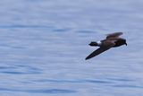 European storm petrel (Hydrobates pelagicus)