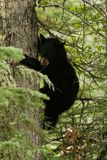 _Bear Cub