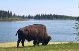 Plains Bison