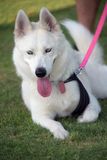 PetMasquerade24-34.jpg