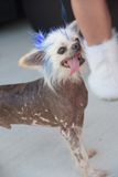 PetMasquerade29-105.jpg