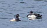 Lesser Scaup.