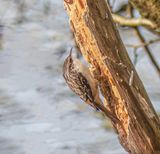 Tree creeper.