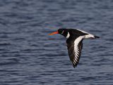 Oystercatcher.