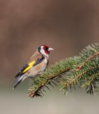 Goldfinch.