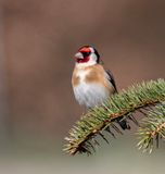 Goldfinch.