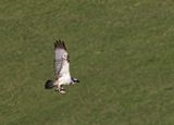 Osprey. 