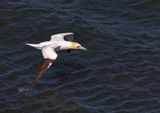 Gannet.
