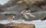 Turnstones. 