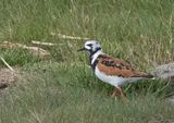 Turnstone. 