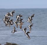 Whimbrel with Oystercatchers.