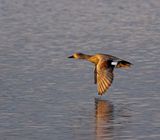 Gadwall 