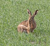Brown Hare 