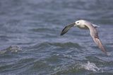 Fulmar. 