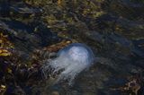 Moon or blue? jellyfish