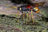 Giant Horntail (sawtail species)