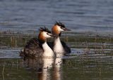 Great-crested grebe, pair.