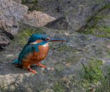 Kingfisher. 
