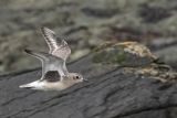 Grey plover.