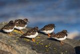 Turnstone 