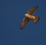 Kestrel. 