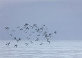 Sanderling. 