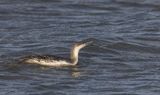 Red-throated diver. 