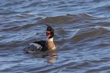 Red-breasted merganser. 