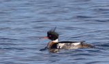 Red-breasted merganser. 