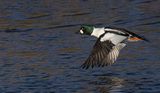 Goldeneye. 