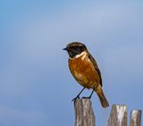 Stonechat.