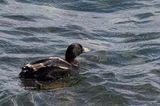 Common scoter. 