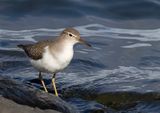 Spotted Sandpiper.