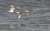 Ringed plover.