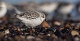 Sanderling.