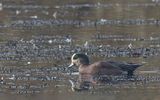 American wigeon.
