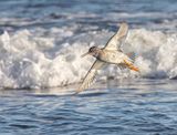 Redshank.