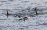 Velvet Scoter.