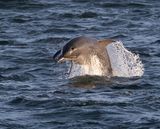 Bottle-nosed Dolphin.