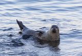 Harbour seal and pup.