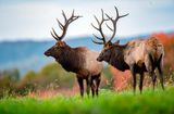 Elk horns 2
