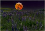 Strawberry moon over a field of lupine.