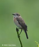 Stonechat, Amur (female) @ Dover Hiking Trail