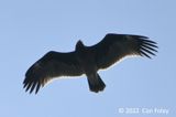 Eagle, Greater Spotted @ Mt Faber